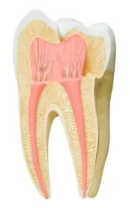 Model of a tooth, as one would find in a dentist's office. Clipping path included.